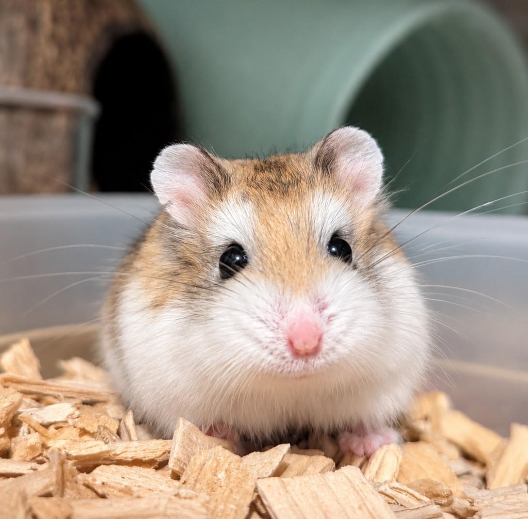 hamsters-rp9uwdwoc34h1